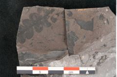 Foto (Detailansicht) von Odontopteris minor Brongniart (NHMW-GEO-2024-0188-10726)